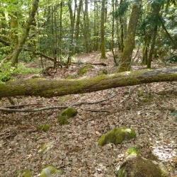 Un chemin dans un bois entravé par un tronc d'arbre couché.
