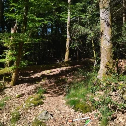 Un chemin dans un bois pris depuis une clairière : on distingue un tronc couché qui l'entrave.
