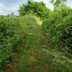 Un chemin étroit plein d'herbes hautes entre 2 haies très touffues