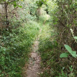 Un chemin étroit entre 2 haies très touffues