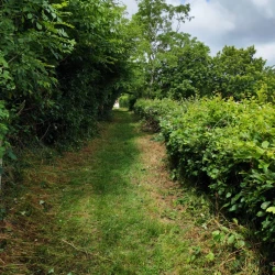 Un chemin entre 2 haies, bien dégagé