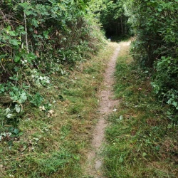 Un chemin entre 2 haies, bien dégagé