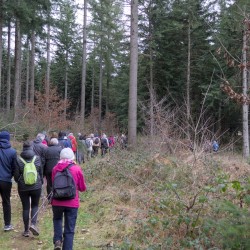 Des marcheurs de dos dans une forêt de conifères