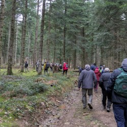 Des marcheurs de dos dans une forêt de conifères