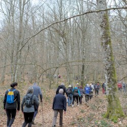 Une colonne de marcheurs de dos dans une forêt de feuillus en hiver.