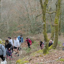 Une colonne de marcheurs de face, grimpant un chemin en dénivelé dans une forêt de feuillus en hiver, vue de haut.