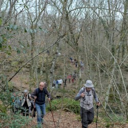 Une colonne de marcheurs vue de face, dans une forêt de feuillus.