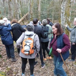Marcheurs en pause sur le parcours dans une forêt de feuillus
