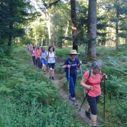 Randonneurs en marche dans un endroit ombragé en forêt