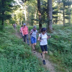 Randonneurs en marche dans un endroit ombragé en forêt