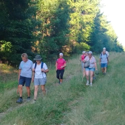 Randonneurs en marche dans une allée large ombragée en forêt