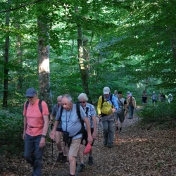 Randonneurs en marche dans un endroit ombragé en forêt