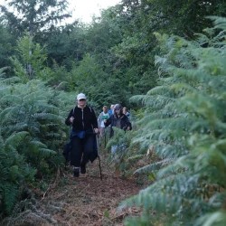 Un groupe de randonneurs émerge d';un chemin au milieu des fougères.