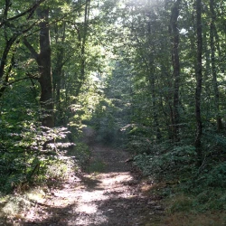 Un chemin en sous-bois où l'on voit des rayons de soleil traverser les feuilles.