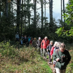 Une file de marcheurs sort d&#039;un bois de conifères et est éclairée par le soleil