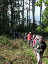 Une file de marcheurs sort d'un bois de conifères et est éclairée par le soleil
