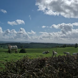 Des vaches dans un pré verdoyant sous le soleil. Au loin un paysage vallonné, au 1er plan le haut d&#039;une haie.