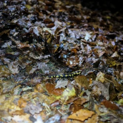 Une salamandre noire et jaune au milieu des feuilles mortes.