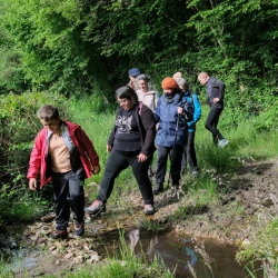 Marcheurs sur un chemin entouré de haies. Ils traversent un petit ruisseau.