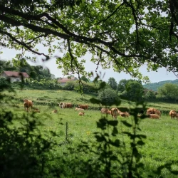 Des vaches dans un pré, vues au travers d'une haie, des branches au premier plan.