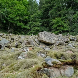 Un amoncellement de pierres recouvertes partiellement par la mousse, des arbres en arrière plan.