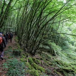 Des marcheurs sur un chemin dans une forêt en pente, qui descend de la gauche vers la droite.