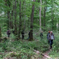 Une colonne de marcheurs qui serpentent sur un chemin dans une forêt de feuillus.