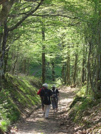 Sous bois en descendant la Certenue