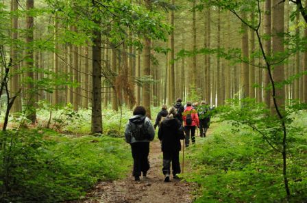 Traversée en forêt de sapins