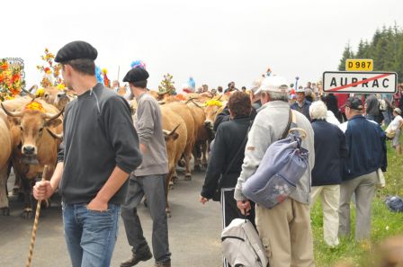L'arrivée des vaches à Aubrac