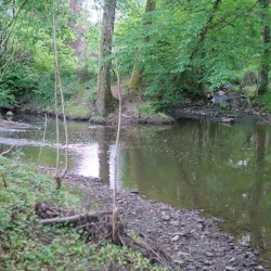 Un ruisseau dont on voit 3 bras se rejoindre, sous les arbres.