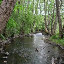 Vue depuis un pont sur un ruisseau entouré d'arbres.