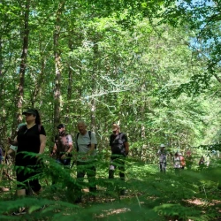 Une colonne de marcheurs sur un chemin large en forêt, prise en contreplongée au travers de fougères.