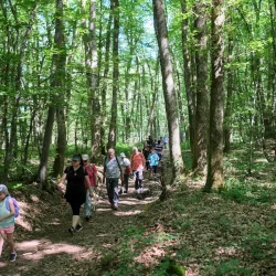 Une colonne de marcheurs sur un chemin en forêt, à l'ombre des arbres, sous le soleil.