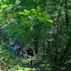 Une colonne de marcheurs sur un chemin en forêt, à l'ombre des arbres, sous le soleil.