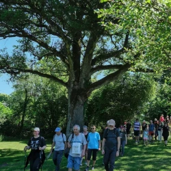 Des marcheurs descendent une colline sous un gros chêne.