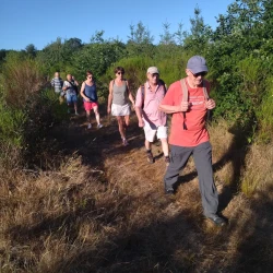 Des marcheurs sur un chemin ensoleillé dans une végétation d'arbustes