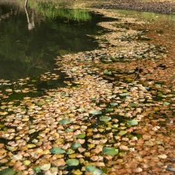 Des rangées de feuilles de couleurs différentes font des zigzags sur l'eau d'un étang.