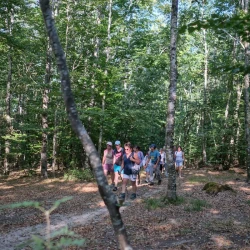 Des marcheuses dans un bois, des rayons de soleil sont visibles dans les arbres. Au 1er plan 2 minces troncs.