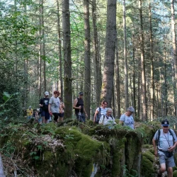 Des randonneureuses sur un chemin qui passe au milieu de blocs de roche, sous une forêt de conifères. Au 1er plan à gauche, un tronc flou.