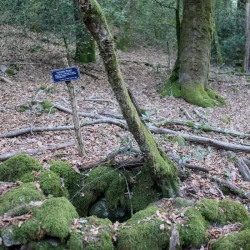 Dans une forêt de feuillus, des pierres moussues avec au centre un trou, devant un petit tronc d'arbre. Juste derrière, un panneau écrit en blanc sur fond bleu sombre ; titre : Fontaines Ricard ; texte : Passant, garde toi à ne jamais souiller une fontaine. Les points d'eau permanent sont rares en cette forêt et indispensables à la vie. Les Amis de Saint Sernin du Bois.