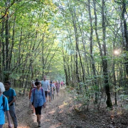 Une colonne de marcheureuses sur un chemin dans une forêt de feuillus. On voit le soleil au travers de branches, ses rais de lumière éclairent la scène.