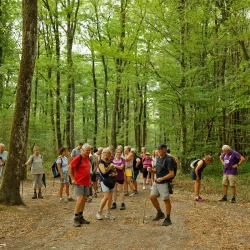 Un groupe de marcheurs en pause sur un large chemin en forêt