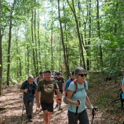 Des marcheurs sur un chemin dans la forêt, les rayons du soleil passent à travers les feuilles.