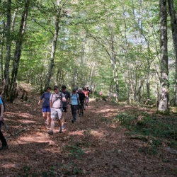 Des marcheurs sur un chemin dans la forêt, les rayons du soleil passent à travers les feuilles.