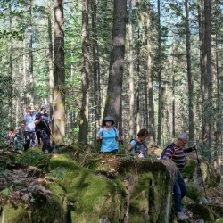Des marcheurs sur un chemin dans la forêt, au milieu de gros rochers moussus, les rayons du soleil passent à travers les feuilles.