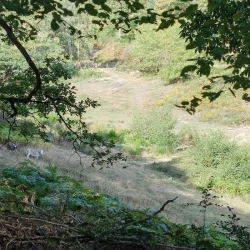 2 ânes dans un pré, entourés d'arbres.