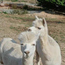 2 lamas blancs dans un pré sous le soleil.