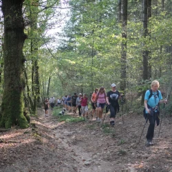 Des marcheurs sur un chemin dans la forêt, les rayons du soleil passent à travers les feuilles.